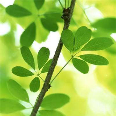 王者怒斩果盘客户端下载